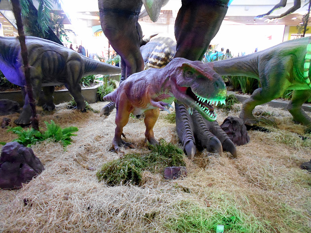 DSCN2785 - Tyrannosaurus rex, Theropoda