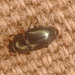 Beetle IMG_9984