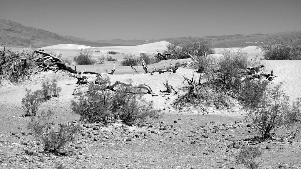 Death Valley, Trees  BW L1007650