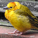 20200301 6528CPw [D~MS] Genickbandweber (Ploceus castaneiceps), Zoo,  Münster