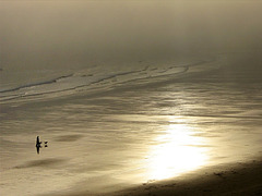 Dog walking on a foggy beach
