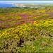 St Agnes Beacon, Heather and Gorse