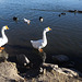 Swan geese: bosses of the lake