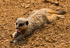 Young meerkat