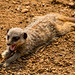 Young meerkat