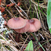 Fungus in Aspen forest