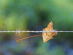 Barbed Wire with Leaf (+PiP)