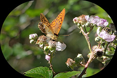 Silver Washed Fritillery   /   July 2019