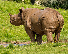 Young rhino