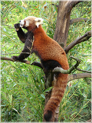 Kleiner Panda (Ailurus fulgens)