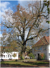 Stattlicher Baum