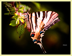 Mariposa Zebra Swallowtail + 1 nota