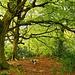 Under the beech tree canopy, North Yorkshire