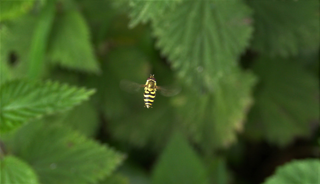 A Hovering Hoverfly
