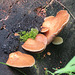 Fungus in Aspen forest