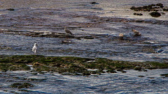 Gulls enjoying the fresh water of the Axe as it meets the sea