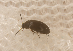 Beetle IMG_9901