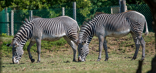 Zebras at Chester Zoo