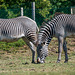 Zebras at Chester Zoo