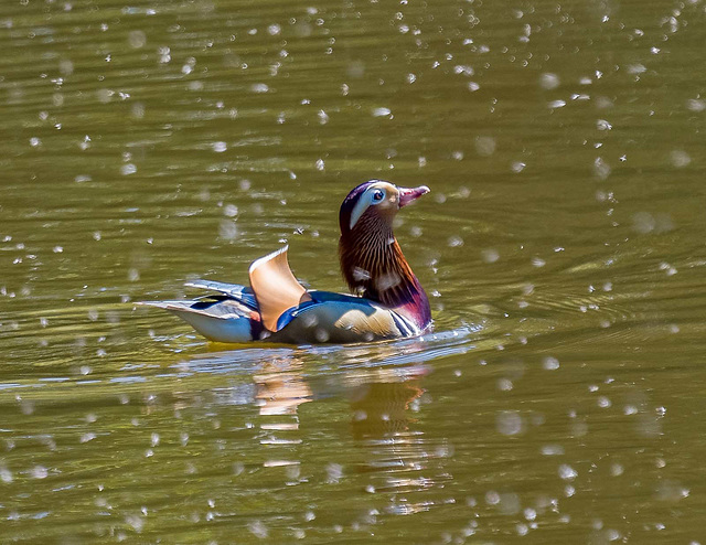 A mandarin duck feeding on a cloud of insects, The Mere, Royden Park