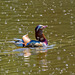 A mandarin duck feeding on a cloud of insects, The Mere, Royden Park