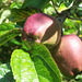 Luscious apples