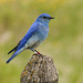 A mountain Bluebird with 'bling'