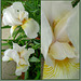 White Iris  beauty - 2015