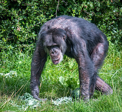 A chimp at Chester Zoo