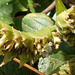 DSCN1957a - caeté-miúdo Ctenanthe marantifolia, Marantaceae