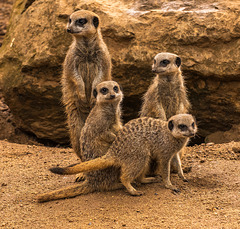 A meerkat group