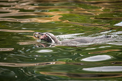 A penguin at Chester Zoo