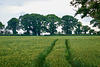 Fields near Newport