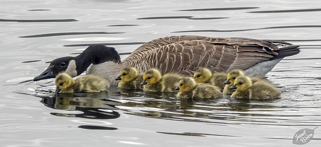 Canada Goose Hen & Goslings at Eel Lake, Tugman State Park (+2 insets)