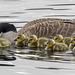 Canada Goose Hen & Goslings at Eel Lake, Tugman State Park (+2 insets)