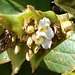 DSCN1958a - caeté-miúdo Ctenanthe marantifolia, Marantaceae