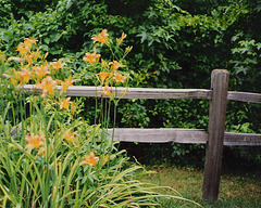 Lilies along a fence