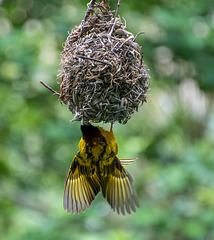 A villlage weaver bird with its nest