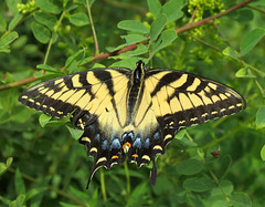 Eastern Tiger Swallowtail (Papilio glaucus), female