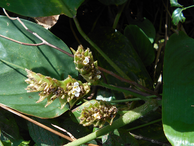 DSCN1959 - caeté-miúdo Ctenanthe marantifolia, Marantaceae