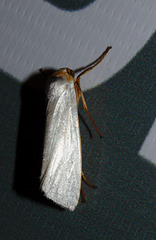 Moth IMG_2742