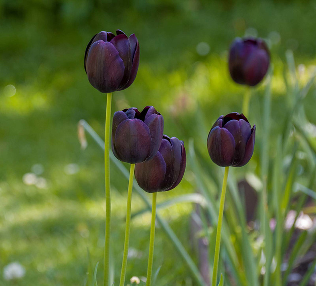 Black tulips,  Royden Park