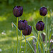 Black tulips,  Royden Park