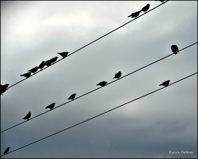 Starling Flock.