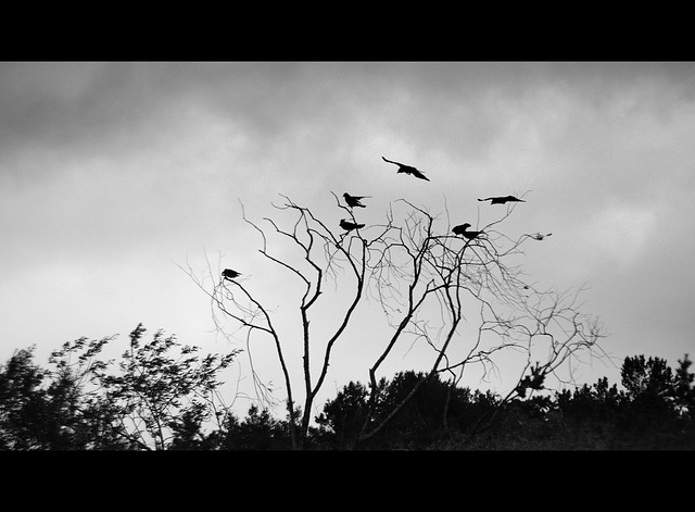 Crows....