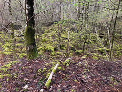 Mossy area revealed after thinning out