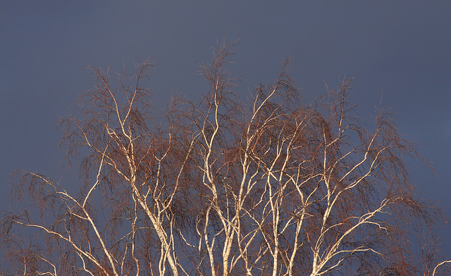 Silver Birch trees in late afternoon sunlight