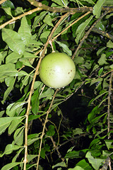 Kalebassenbaum mit Frucht