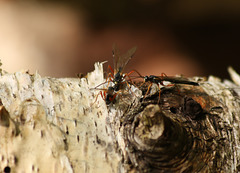 Wood Wasps Forewood (2)