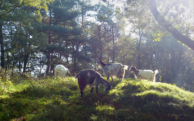 Goats in Backlight...